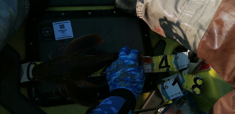 Fish Measure Picture