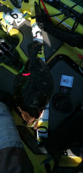 Fish Measure Picture
