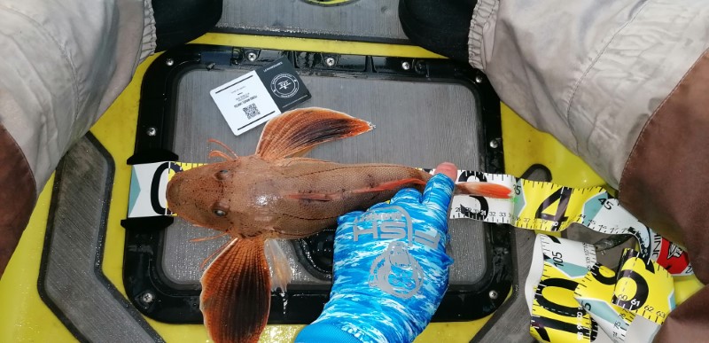 Fish Measure Picture