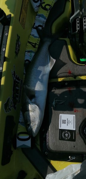 Fish Measure Picture