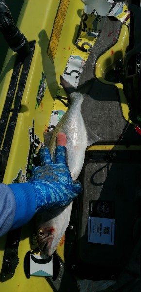 Fish Measure Picture