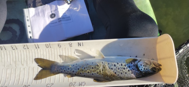 Fish Measure Picture