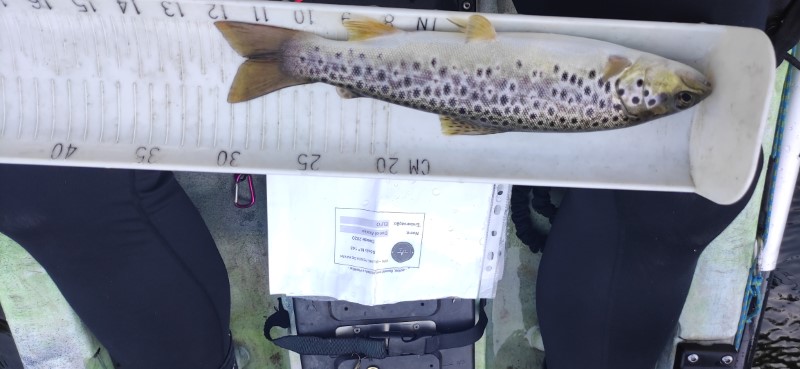 Fish Measure Picture