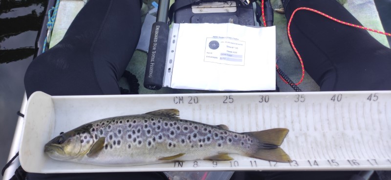 Fish Measure Picture