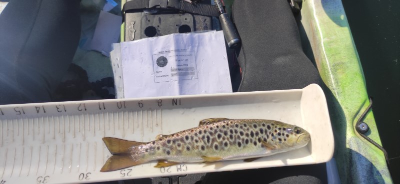 Fish Measure Picture