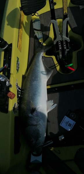 Fish Measure Picture