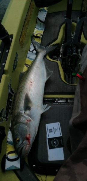 Fish Measure Picture