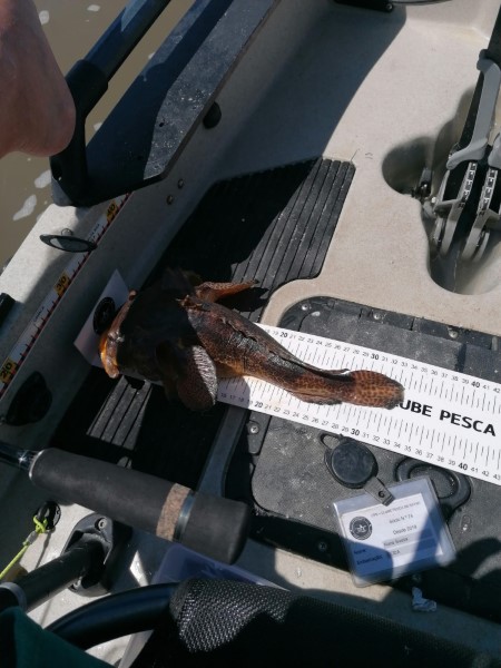 Fish Measure Picture