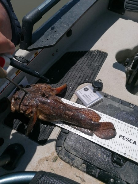 Fish Measure Picture