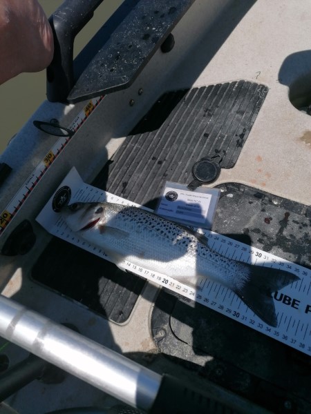 Fish Measure Picture