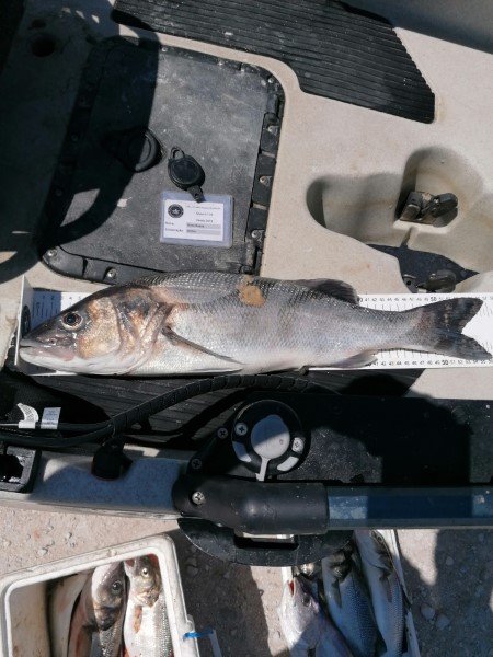 Fish Measure Picture