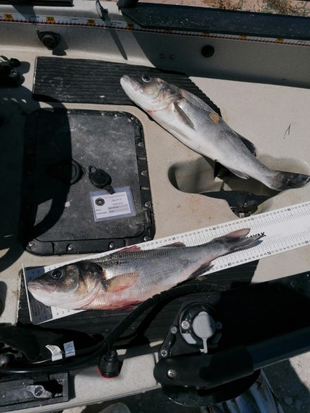 Fish Measure Picture