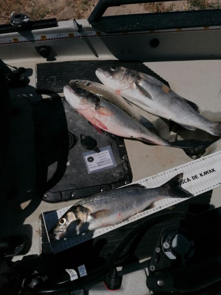 Fish Measure Picture