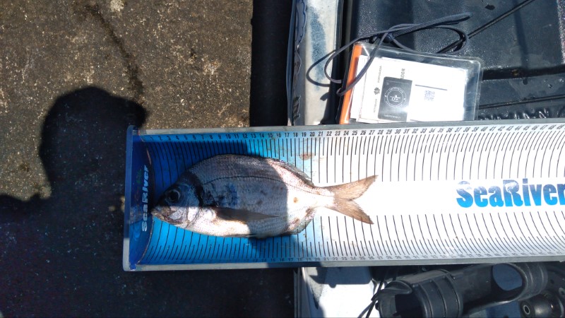 Fish Measure Picture
