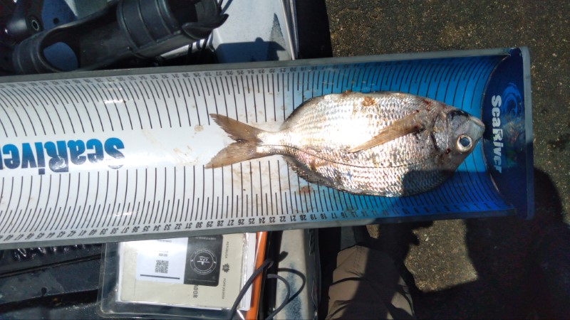 Fish Measure Picture