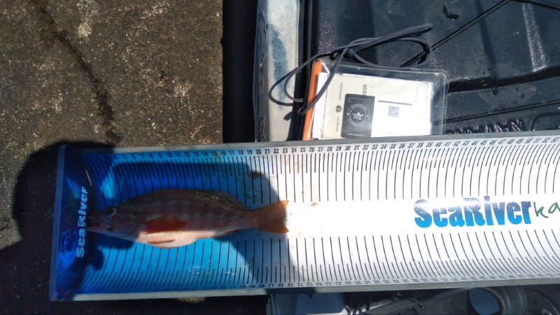 Fish Measure Picture
