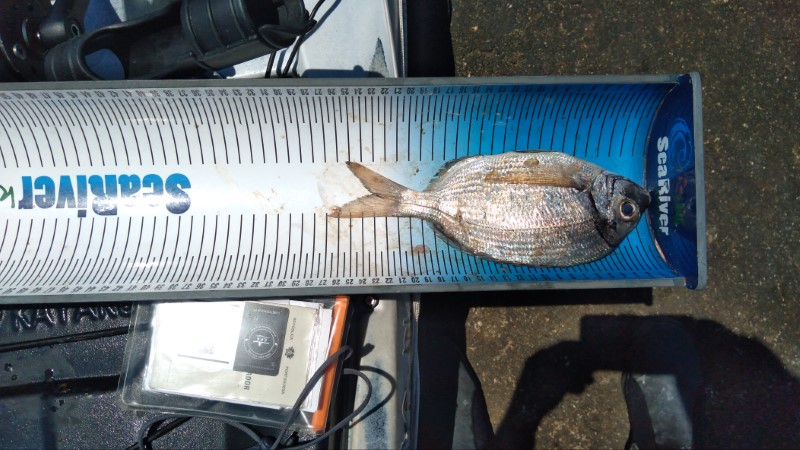 Fish Measure Picture