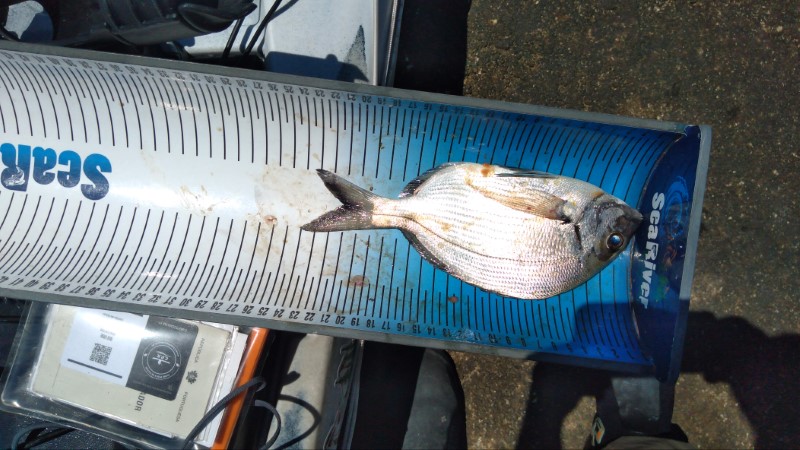 Fish Measure Picture
