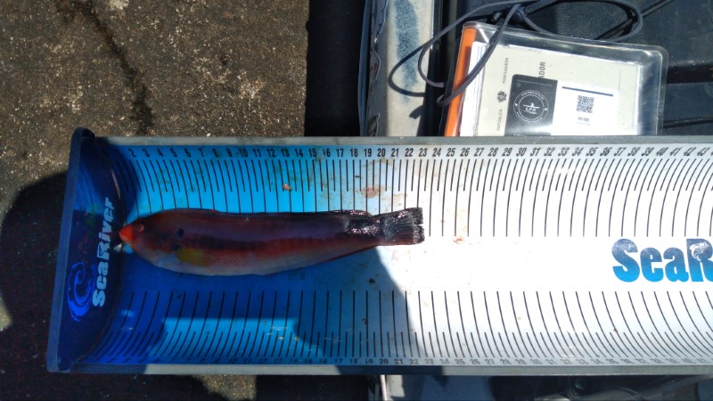 Fish Measure Picture