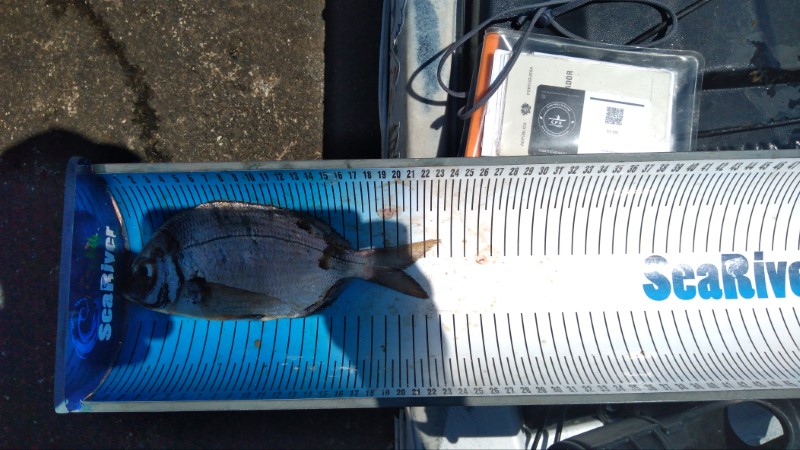 Fish Measure Picture