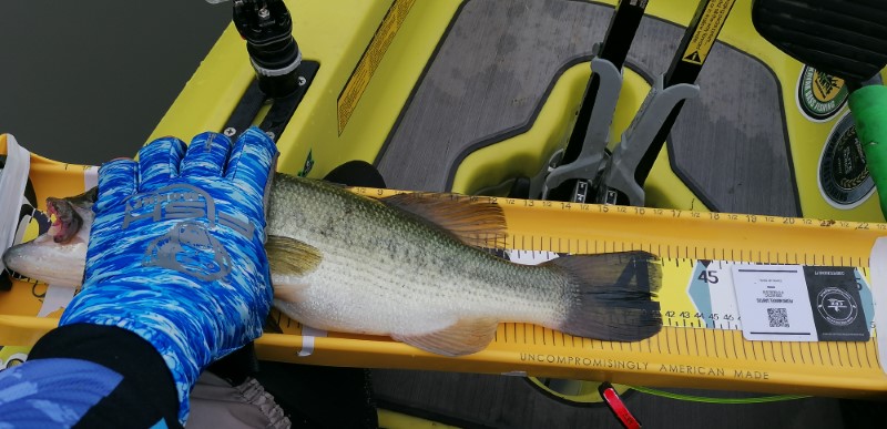 Fish Measure Picture