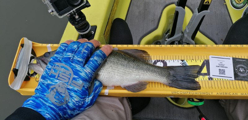 Fish Measure Picture
