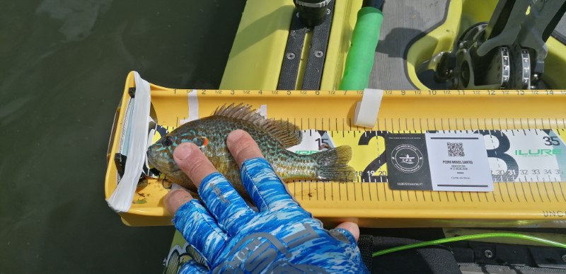Fish Measure Picture