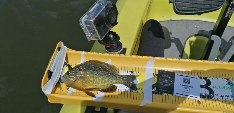 Fish Measure Picture
