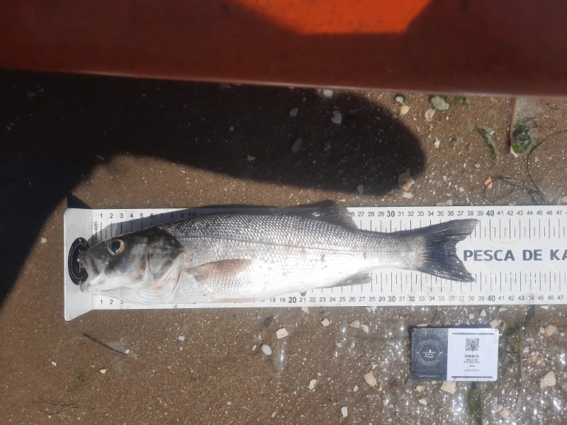 Fish Measure Picture