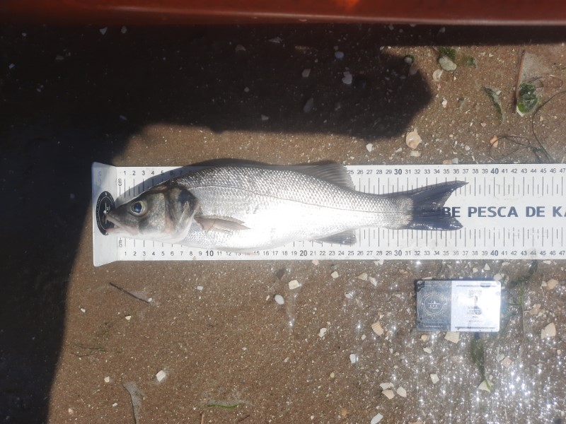 Fish Measure Picture