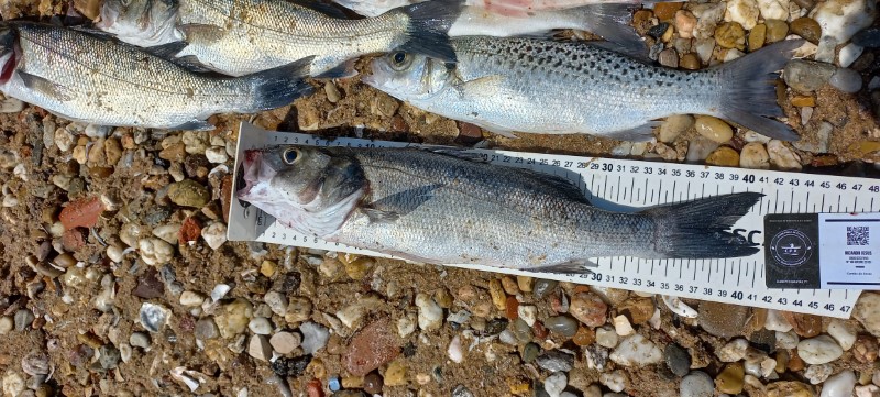 Fish Measure Picture