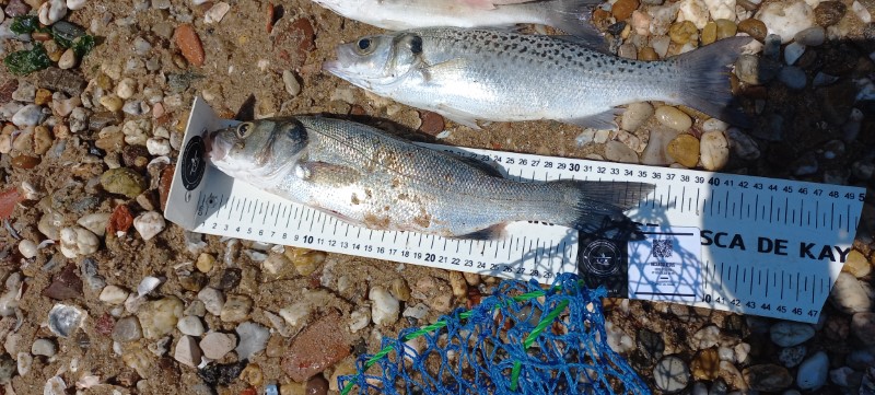 Fish Measure Picture