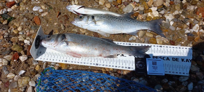 Fish Measure Picture