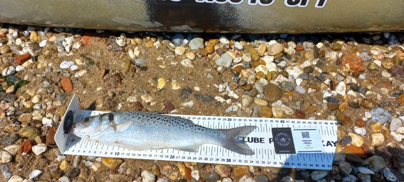 Fish Measure Picture