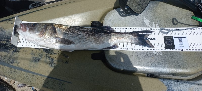 Fish Measure Picture
