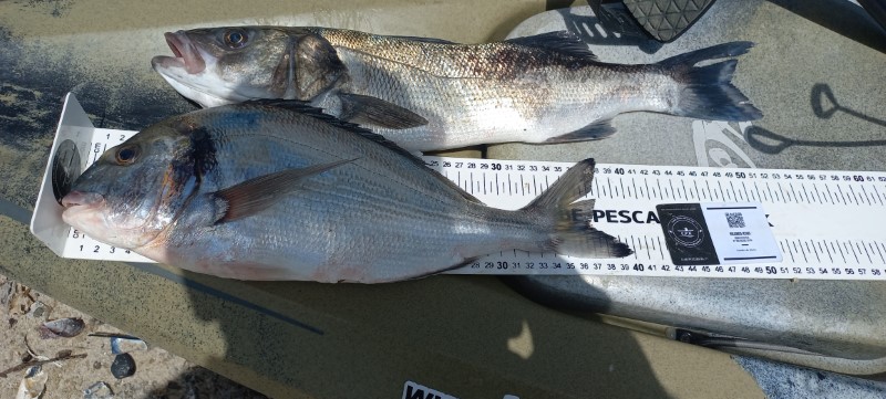 Fish Measure Picture