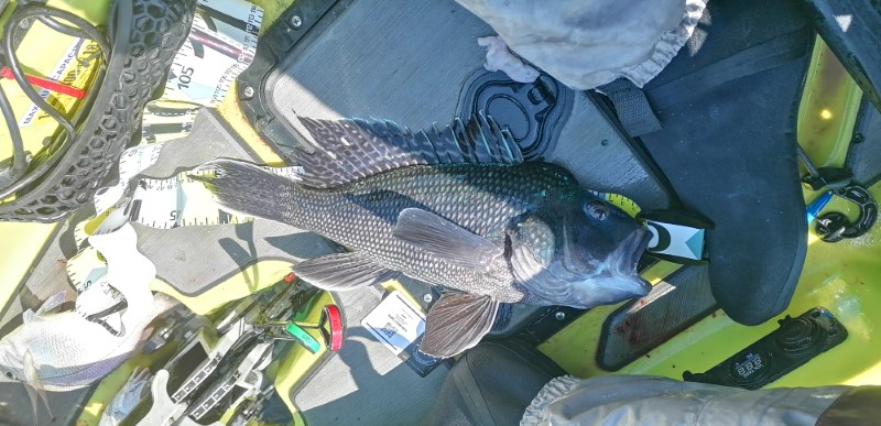 Fish Measure Picture