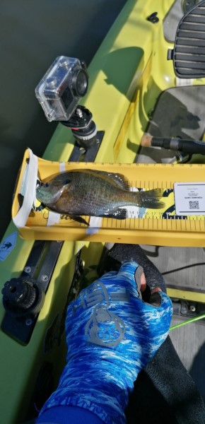Fish Measure Picture
