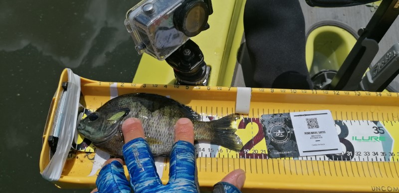 Fish Measure Picture