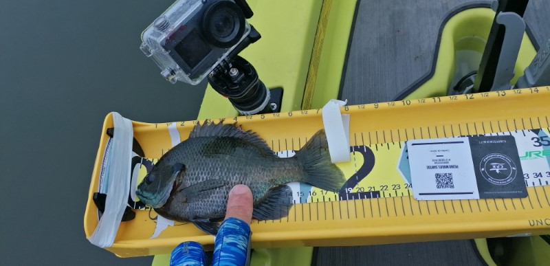 Fish Measure Picture