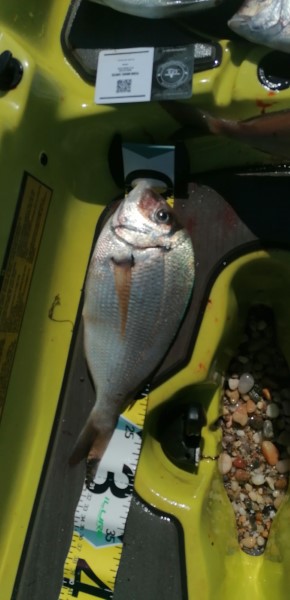 Fish Measure Picture