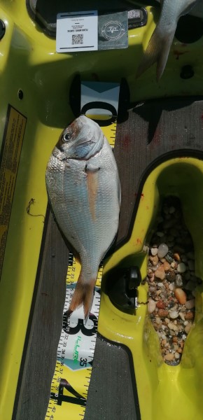 Fish Measure Picture