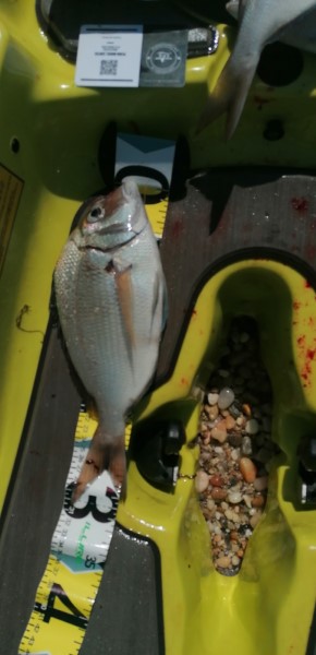 Fish Measure Picture