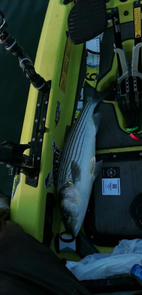 Fish Measure Picture