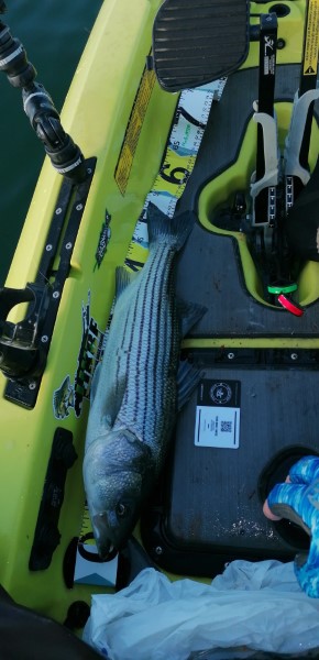 Fish Measure Picture