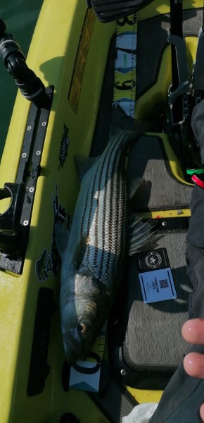 Fish Measure Picture
