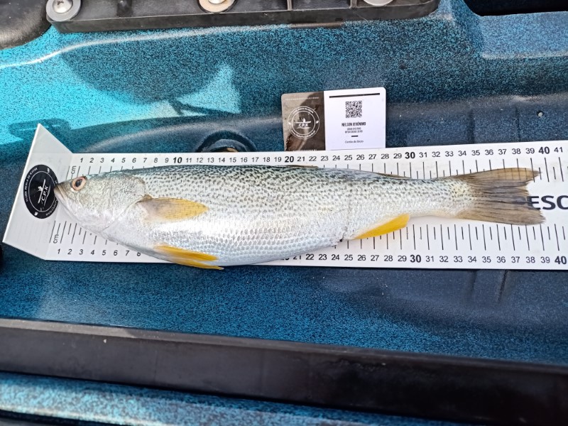 Fish Measure Picture