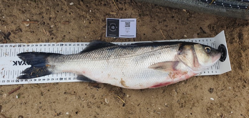 Fish Measure Picture