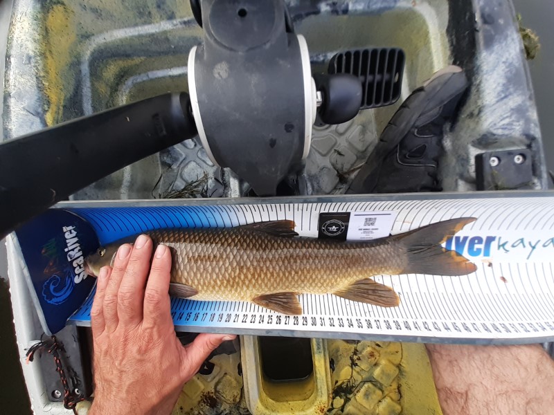 Fish Measure Picture