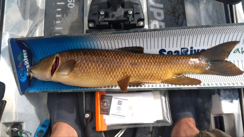 Fish Measure Picture